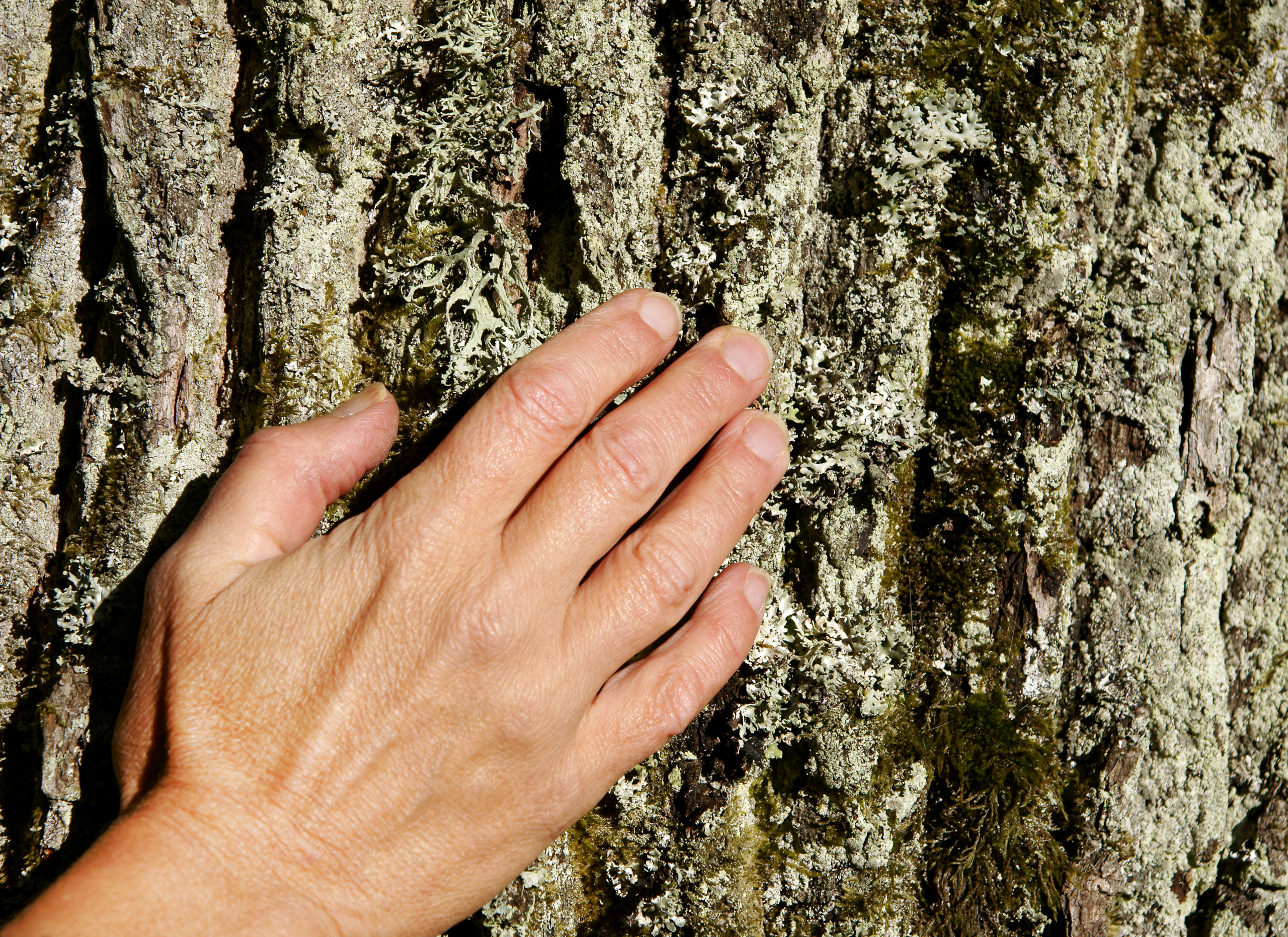 Hand auf Baumrinde