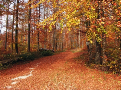 Wald bei Meidelstetten